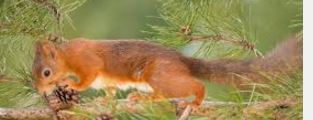 red squirrel 2